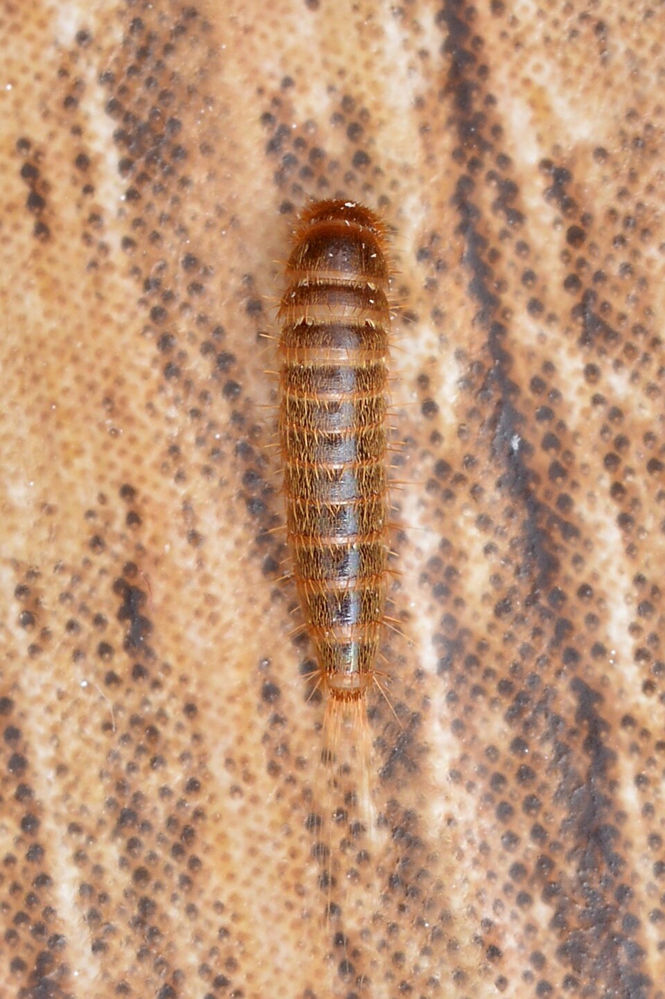 毛皮蠹幼虫
