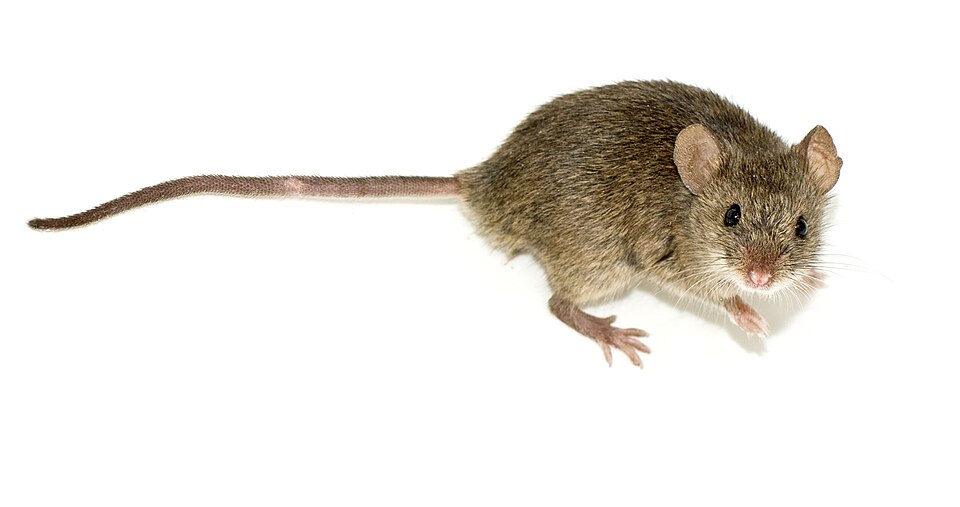 小家鼠